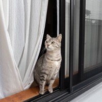 『猫がいる部屋』では絶対にやってはいけない4つのこと　愛猫を危険な目に合わせるダメ行為とは