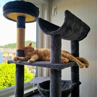 『ストレスでダメージを受けている猫』に起きる異変4選　飼い主さんがやるべき対処法も