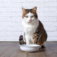 猫の『甲状腺機能亢進症』知っておくべき基礎知識3選　何歳から意識すべき？予防できる？