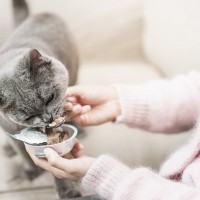 愛猫の『介護』を始めるべき3つのタイミング　食事、トイレ…どんなサポートができる？
