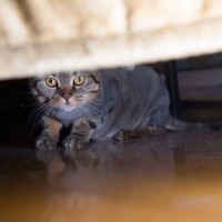 『人間に不信感を持っている猫』にしてはいけない5つの行為　正しい接し方も解説