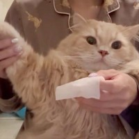 ネコの『耳掃除』をしようとすると…あまりにも可愛すぎる『拒否の仕方』に10万いいねの大反響「なんて優しい抵抗」「癒されるね～」