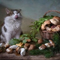 強い体作りをサポート！猫の『免疫力を上げる』3つの食材　どのように取り入れればいいかも解説