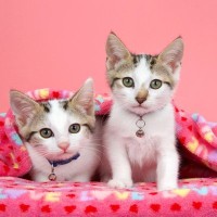 猫の首輪に『鈴をつける』ときに注意したいこと4選　うるさくてストレスにならない？