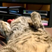 クッションの上で寝ている猫→あまりにも無防備な『とんでもない寝相』にSNS爆笑「幸せな気持ちになるねｗ」「人間みたいな寝方に笑った」