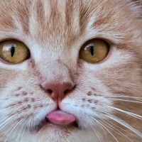 猫が『舌を出しっぱなし』にしているときの理由4選　病気のサインのことも