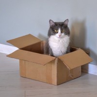 猫を『そっとしておいたほうがいいとき』3選　近寄らないで！と思っているサインも