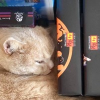 お土産が入っているダンボール箱の中を見たら、『猫』が…テトリスみたいな『まさかの光景』に8万いいね「消えちゃうｗ」「ピッタリすぎｗ」