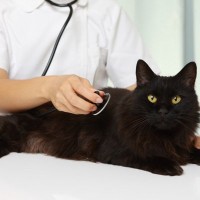 いざというときのために…愛猫の『知っておくべき健康データ』5選　体温や体重…ほかには？