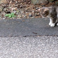猫が食べてしまうと『危険すぎる虫』5選　起こりうる健康トラブルも解説
