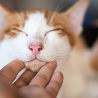 猫の『あごの下に黒ゴマ』があったら病気かも？その正体と対処法を解説