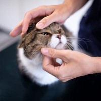 猫が『涙を流す』ときに疑うべき4つの病気・怪我　目のトラブルを引き起こしやすいものも紹介