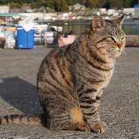 猫が『猫背』なのはなぜ？考えられる3つの理由　背中を丸めたボディーランゲージの意味も