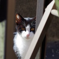 猫の『虐待現場』を見てしまったら…私たちにもできる4つの対処法