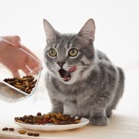 『食いしん坊な猫』と暮らすなら気をつけるべき3つの注意点　食べ過ぎやおねだりを防止するには？