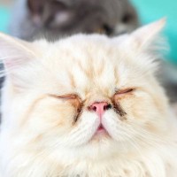 愛猫の健康トラブルのサインかもしれない『顔の汚れ』3選　なかには危険な病気も…