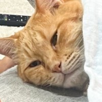 ふと横を向いたら、『猫の上』に……飼い主さんが思わず笑った『可愛すぎる光景』に5万いいね「愛されキャット」「大事にされている」と反響