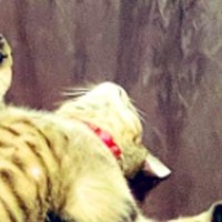 クーラーが効いた涼しい部屋→テーブルの上にいる『猫』を見たら…衝撃の寝相に「酔いつぶれたおじさん？ｗ」「完全に野生失ってるｗ」と爆笑の声