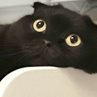 夏の暑い日に『猫が向かった先』とは……まさかの『特等席』で涼んでいる光景に16万いいね「とっても羨ましいｗ」「溶けてて爆笑した」