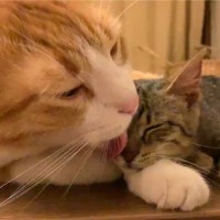 『保護子猫を受け入れてくれた先輩猫に感動』していたら、突然…まさかの行動に爆笑の声続出「可愛すぎるｗｗ」「ばかおもろい」と5万いいね