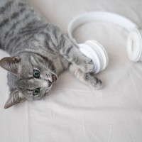 猫に『音楽を聞かせる』とどうなる？3つのおもしろい豆知識　実は健康にいい可能性も
