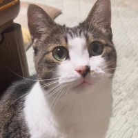 おやすみ前に猫と1日の振り返り→『いい子にしてた？』と聞くと…完璧な相槌が可愛すぎると32万再生「会話になってるｗ」「返事と仕草が最高」