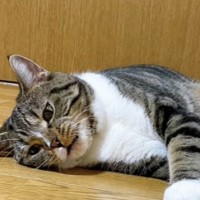 一粒だけトイレの外でするようになった猫…心配になり病院に行った結果→あまりにも意外な『診断結果』に「夜中に吹きだしてしまったｗ」「可愛い」