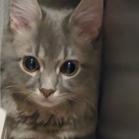 花火の大きな音にビックリした猫→『向かった先』が…あまりにも愛おしすぎる光景が78万再生「体が四角くなってるｗ」「怖かったんだね」