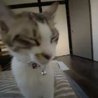 「可愛すぎて胸が苦しい」寝ぼけながらトコトコと歩いてきた子猫→予想外の行動に悶絶する人が続出「涙が出る」「抱きしめたい」と81万再生