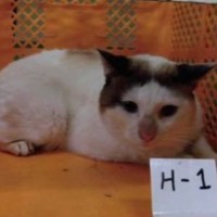 人を警戒している雰囲気のあった元保護猫が、現在……思わず笑顔になる『心温まるビフォーアフター』が24万表示「元気をもらった」と反響