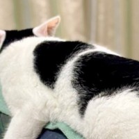 やる気のないモノレールみたい…『ソファにいる猫』を見てみると→笑っちゃう『脱力ぶり』が15万表示「本日の運転は終了しました」