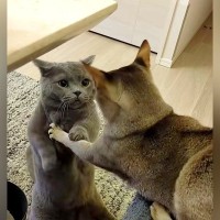 今にもケンカしそうな２匹のネコ→猫パンチをするかと思ったら…『まさかの結末』が925万再生「ちょっと気まずそう」「体勢がｗｗｗ」と爆笑の声