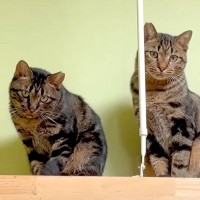 山に捨てられ『生ゴミを食べていた』２匹の猫→人間への信頼を完全に失っていたけれど…思わず涙が出る『まさかの展開』に「感動した」と反響