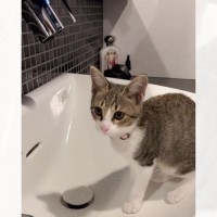 『水道の前にやって来た子猫』が、次の瞬間……まさかの行動に驚きが隠せないと711万再生「天才じゃん」「賢い赤ちゃんだねｗ」と大反響