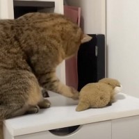 『お風呂に入れられた猫』が、ぬいぐるみに……八つ当たりするかのような行動に爆笑する人が続出「ストレスの捌け口がｗ」「当たりが強くて笑った」