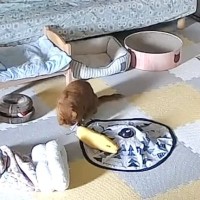 お留守番中の猫の様子を見てみたら→『電池が切れたおもちゃ』の前で…なんとも切ない瞬間に「うるっときた」「愛おしさ増し増し」の声