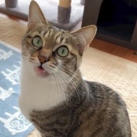 仕事に向かうため、猫に『お留守番』をお願いしたら…あまりにも愛おしい『返事をする様子』が32万再生「お喋り上手」「とっても可愛い」