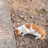 捨てられて『空腹で土を食べていた猫』が保護された結果…涙あふれる『現在の様子』に「本当にありがとう」「頑張った分幸せになるんだよ」
