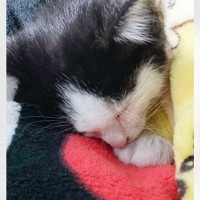 カラス3羽に襲われ『池に逃げ込んだ子猫』を保護→お世話して数日が経つと…涙あふれる"変化の様子"が9万再生「本当に奇跡」「幸せになってね」