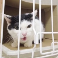 外に放り出されたところを保護された猫→お家に迎えて３年が経過すると…現在までの『軌跡』に「とても感動した」「顔つきが違うね」と反響