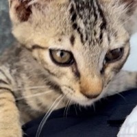 帰宅中に突然『子猫』が近づいてきて……子猫がとった『まさかの行動』と保護された光景に涙が出ると22万再生「本当にありがとう」「感動」