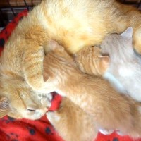 元野良猫が赤ちゃんを産んだ結果→いつでも子猫の元へ駆けつけて…『愛情いっぱいな子育ての様子』が153万再生「いいお母さん」「天使たち」