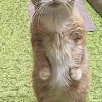 久しぶりに猫が立ち上がったかと思ったら…顔を見てみると→『まさかの表情』に6万いいねの大反響「ジワジワきたｗ」「すごく良いｗ」と爆笑の声