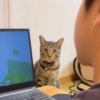 PCに夢中なお兄ちゃんに構ってほしくて…猫がとった『まさかの行動』が85万再生「兄弟愛が素敵すぎる」「あまりにも賢いｗ」と反響