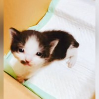 『段ボールに入れて捨てられていた4匹の子猫』を保護→病気が見つかった1匹を引き取った結果…心温まるエピソードに反響「良かった」
