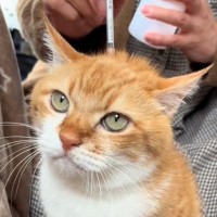 注射が終わったことに気が付かなかった猫…『ずっと待っている様子』が可愛すぎると129万再生「覚悟を決めた顔してる」「表情が良すぎる」