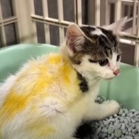 『雷に怯えていた子猫たち』を保護したら…1匹に付いていた『着色の正体』と思わず感動の光景が13万再生「優しい人に出会えてよかった」
