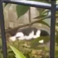 衰弱して動けなくなっていた子猫を保護→お世話するも獣医師から『安楽死』を勧められて…胸が熱くなる話が43万再生「たくさん涙が出た」「素敵」