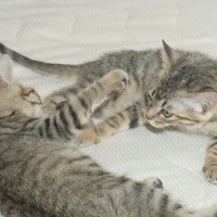 猫の『8週齢規制』はなぜ必要なのか？猫好きなら知っておいてほしい2つの話