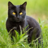 5年もの歳月を経て、黒猫が「ドイツに渡った飼い主」と再会！マイクロチップが決め手に　米国